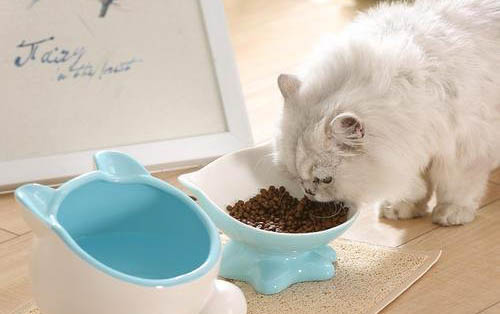 小猫咪多大才能洗澡