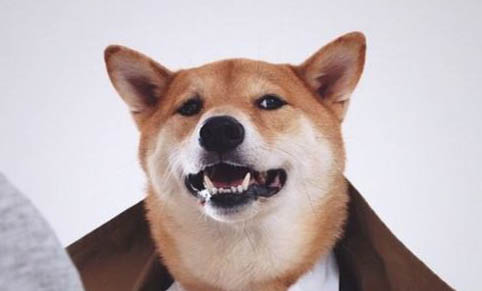 白色柴犬便宜吗