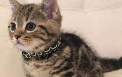 猫咪弓腰是咋回事