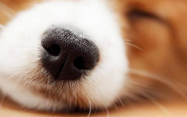 棉花面纱犬哪里有卖