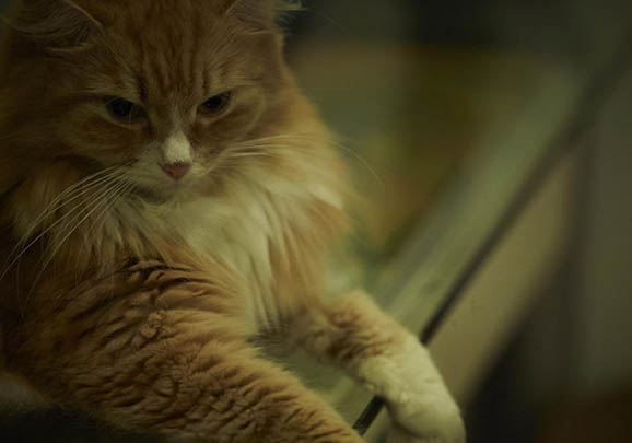 西伯利亚森林猫黑下巴的原因及处理方法
