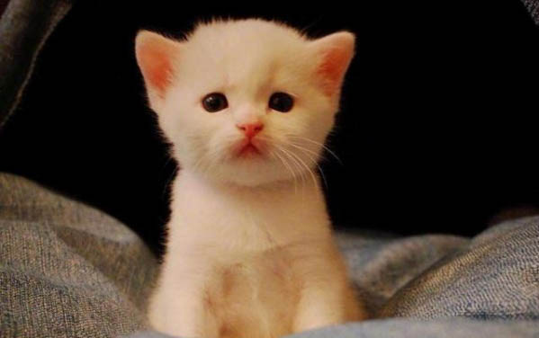 小猫做绝育后几天能恢复正常