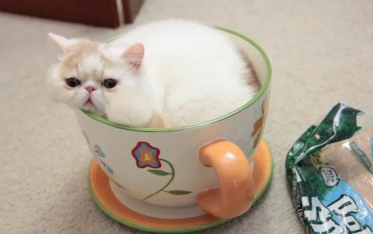 茶杯犬俊介多少钱一只
