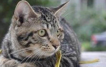 冬天如何救助流浪猫