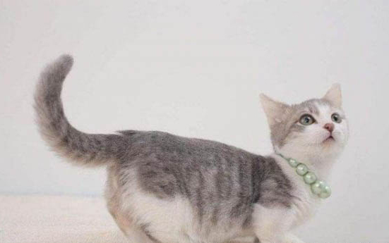 一个月小猫拉肚子怎么办