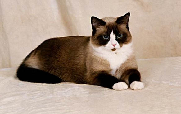 猫罐头一次喂多少合适