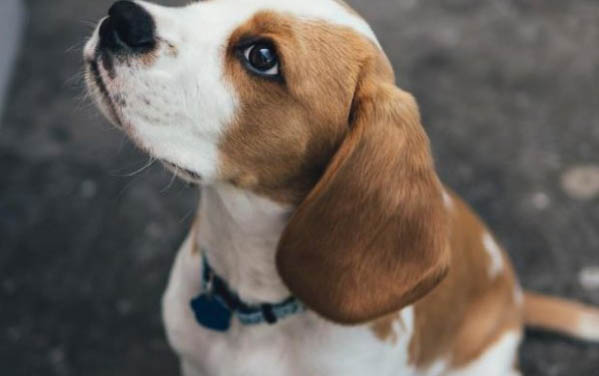 狗狗吃了鸭骨头要死了