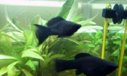 黑玛丽鱼多久繁殖一次