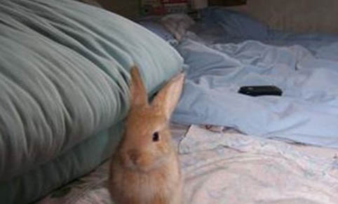 幼兔为什么不能吃提摩西草