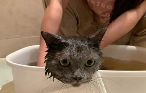 猫为什么会流泪