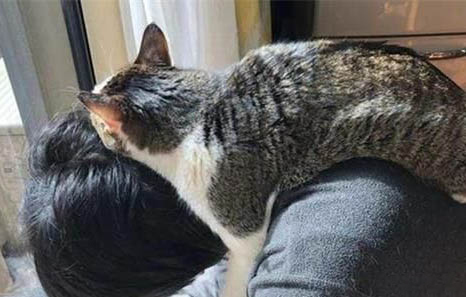 猫咪屁股周围好像肿了是怎么回事啊