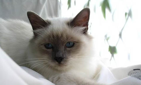 把猫胡子剪了会怎么样？