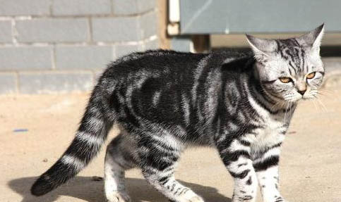 猫咪踩奶伸爪子