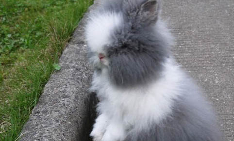 兔子是怎么避暑的