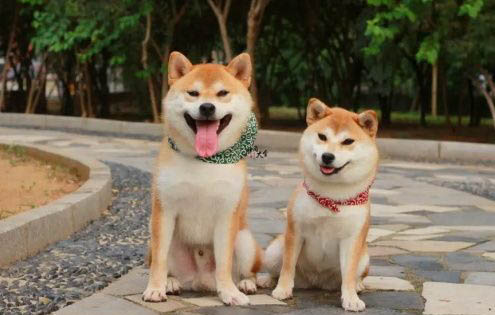 狗狗安眠药在哪里买
