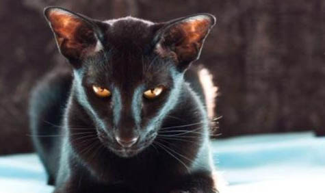 东方短毛猫缺点