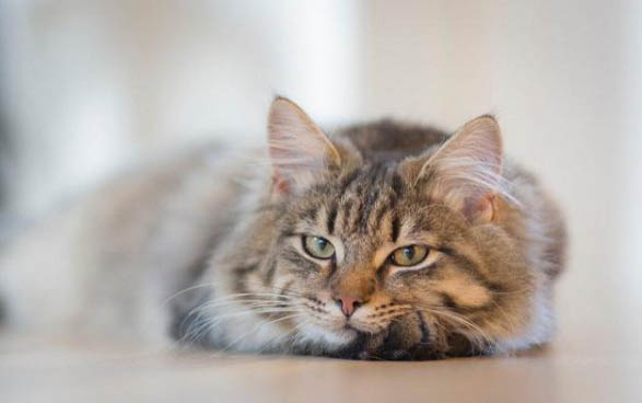 猫咪食欲不振体重减轻怎么办