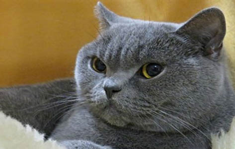 猫咪做绝育了还会乱尿吗