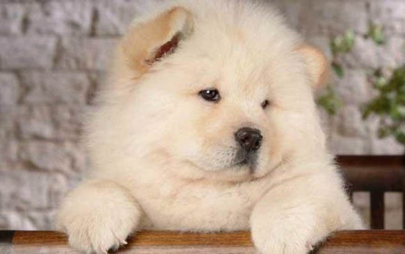松狮犬和哈士奇哪个好养
