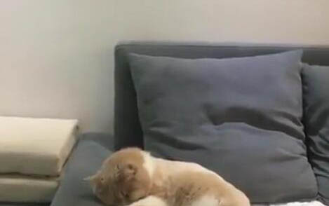 2个月大的小猫感冒了能吃什么药