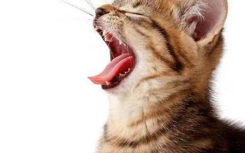 5个月猫咪的小鸡突然出来