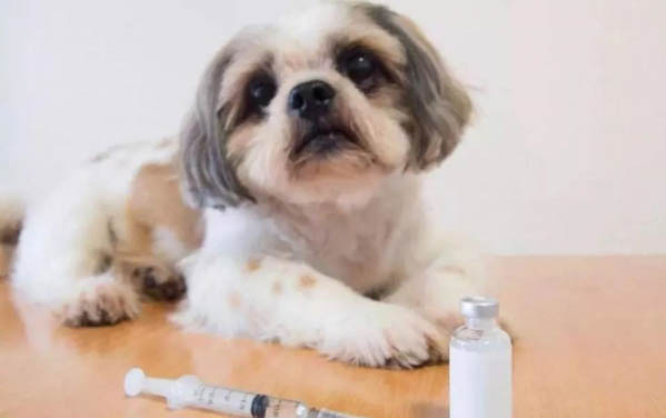 狗狗变得暴躁还想咬我是怎么回事