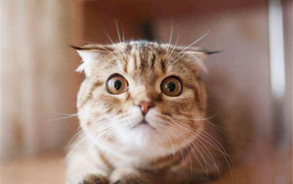 小猫的寿命是多少年