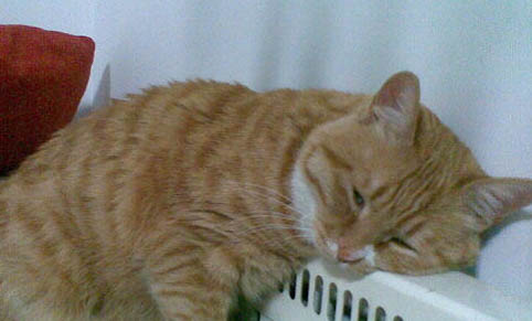 猫咪拉屎太臭吃什么可以改善