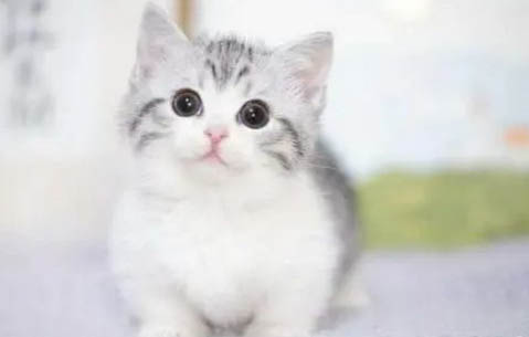 美短高白是不是不值钱 猫的图片