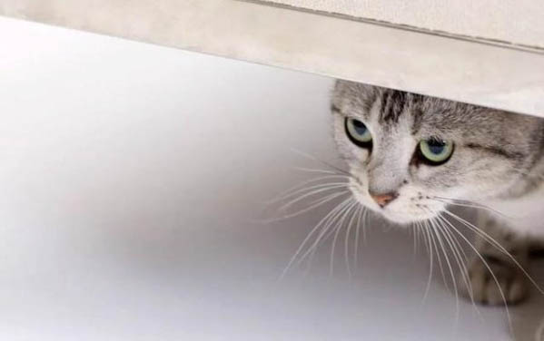 猫咪可以吃那种酸奶