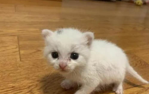 小奶猫有跳蚤怎么处理