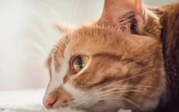 到了夏天猫咪突然暴瘦