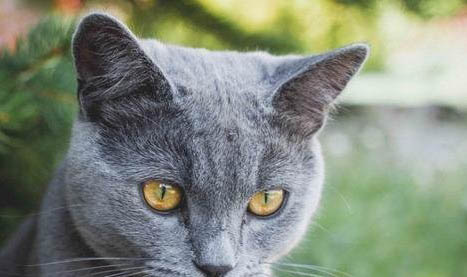 猫为什么会得黄疸