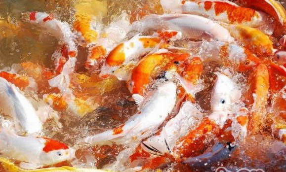 锦鲤喂食时间和喂食量