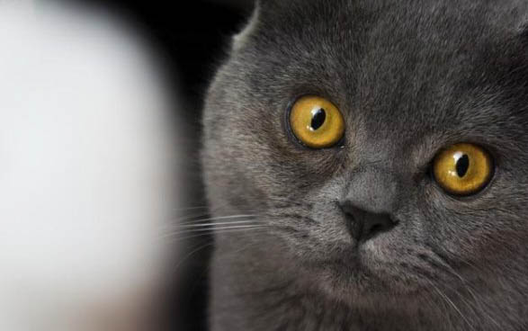 小猫不会叫