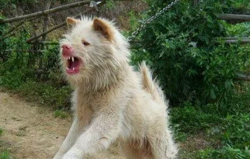 从江犬和下司犬哪个好