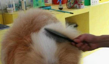 松狮犬和哈士奇哪个好养