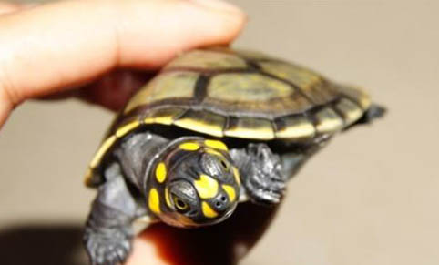 常见的乌龟有哪些种类？