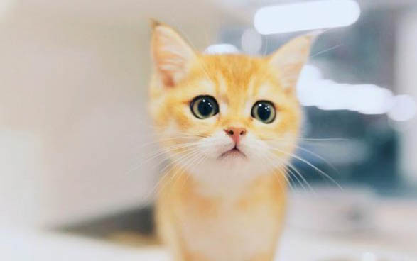 猫咪怎么清理眼屎