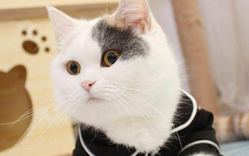 请问猫咪呕吐的原因及处理方法？