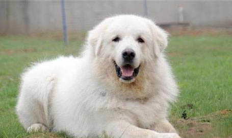 大白熊犬突然不爱吃东西的原因是什么