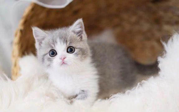 猫咪晚上不睡觉乱窜
