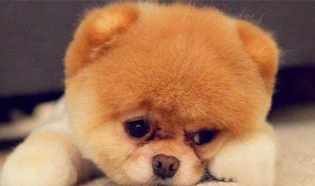 博美犬好不好养