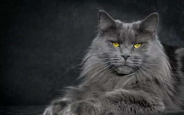 多久帮小猫排便一次