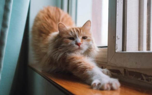 猫要吐毛球的表现