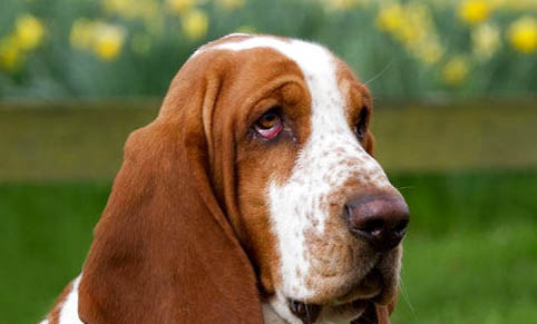 狗狗卵巢囊肿是什么症状
