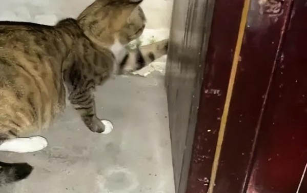 猫咪流鼻涕一直不好
