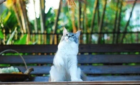 猫咪洗完澡后没精神