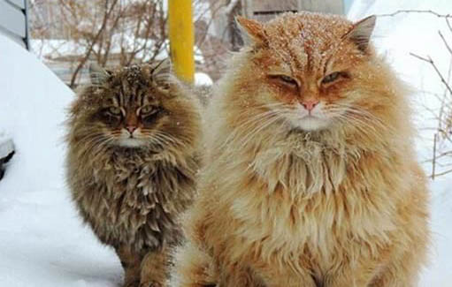 缅因猫和西伯利亚猫的区别