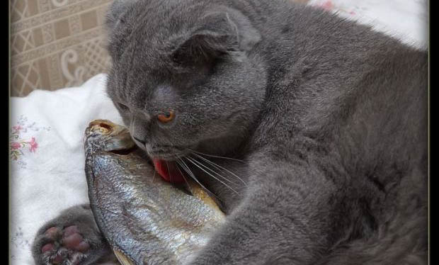 猫咪绝育多久会发胖?